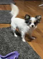 Muriel, a female Chihuahua for sale in Twining, MI – Photo 3 of 6