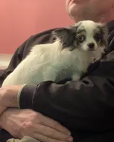 Muriel, a female Chihuahua for sale in Twining, MI – Photo 2 of 6