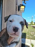 Tiger , a male American Bully for sale in Poinciana, FL – Photo 2 of 7