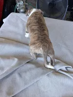 Tiger , a male American Bully for sale in Poinciana, FL – Photo 7 of 7