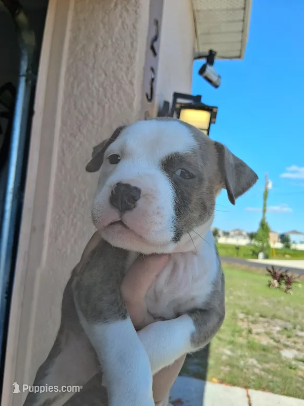 Tiger  – American Bully puppy for sale in Poinciana, FL