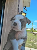 Tiger , a male American Bully for sale in Poinciana, FL – Photo 1 of 7