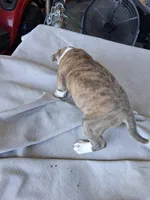 Tiger , a male American Bully for sale in Poinciana, FL – Photo 6 of 7