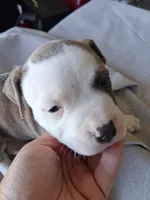 Tiger , a male American Bully for sale in Poinciana, FL – Photo 3 of 7