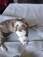 Tiger , a male American Bully for sale in Poinciana, FL – Photo 5 of 7