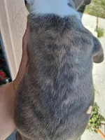 Tiger , a male American Bully for sale in Poinciana, FL – Photo 4 of 7