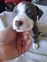 King, a male American Bully for sale in Poinciana, FL – Photo 4 of 7