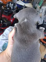 King, a male American Bully for sale in Poinciana, FL – Photo 6 of 7