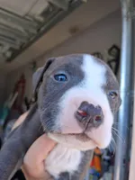 King, a male American Bully for sale in Poinciana, FL – Photo 1 of 7