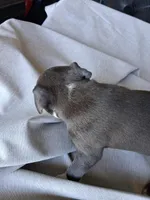 King, a male American Bully for sale in Poinciana, FL – Photo 7 of 7