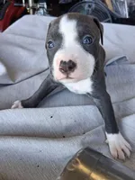 King, a male American Bully for sale in Poinciana, FL – Photo 2 of 7