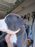 King, a male American Bully for sale in Poinciana, FL – Photo 5 of 7