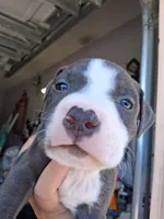 King, a male American Bully for sale in Poinciana, FL – Photo 3 of 7