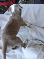 Queen, a female American Bully for sale in Poinciana, FL – Photo 5 of 6