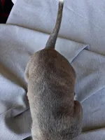 Queen, a female American Bully for sale in Poinciana, FL – Photo 2 of 6