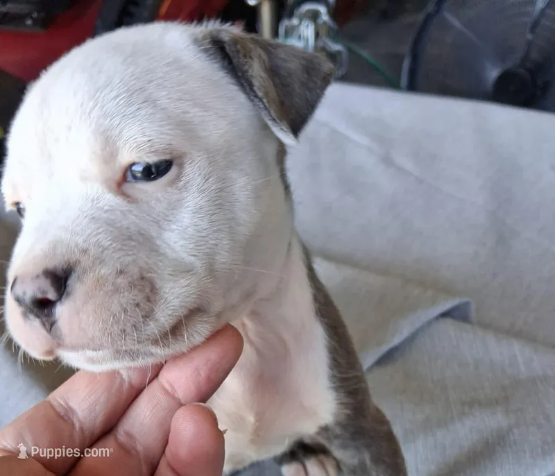 Queen – American Bully puppy for sale in Poinciana, FL