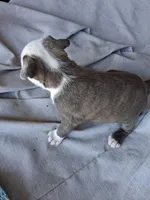 Queen, a female American Bully for sale in Poinciana, FL – Photo 3 of 6