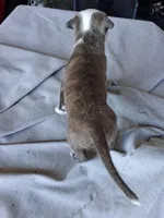 Queen, a female American Bully for sale in Poinciana, FL – Photo 6 of 6