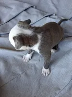 Queen, a female American Bully for sale in Poinciana, FL – Photo 4 of 6