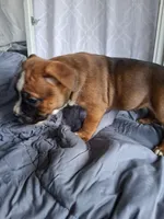 Cinnamon , a female American Bully for sale in Poinciana, FL – Photo 8 of 8