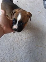 Cinnamon , a female American Bully for sale in Poinciana, FL – Photo 6 of 8