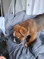 Cinnamon , a female American Bully for sale in Poinciana, FL – Photo 3 of 8