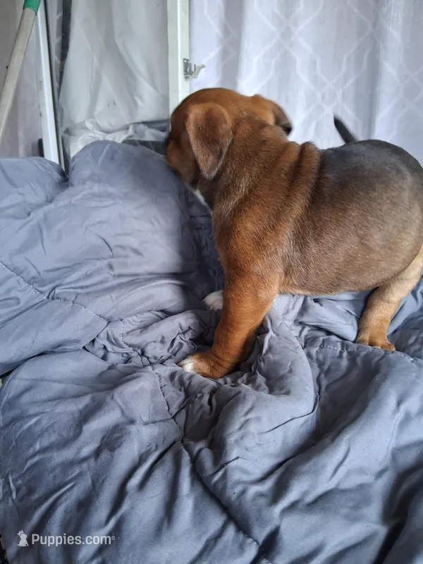Cinnamon  – American Bully puppy for sale in Poinciana, FL