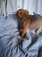 Cinnamon , a female American Bully for sale in Poinciana, FL – Photo 1 of 8