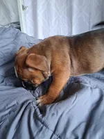 Cinnamon , a female American Bully for sale in Poinciana, FL – Photo 2 of 8