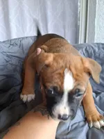 Cinnamon , a female American Bully for sale in Poinciana, FL – Photo 5 of 8