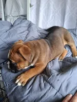 Cinnamon , a female American Bully for sale in Poinciana, FL – Photo 7 of 8