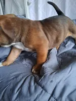 Cinnamon , a female American Bully for sale in Poinciana, FL – Photo 4 of 8