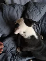 Princess, a female American Bully for sale in Poinciana, FL – Photo 7 of 7