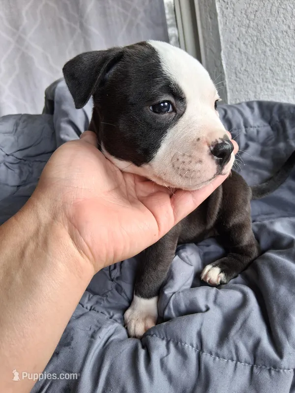 Princess – American Bully puppy for sale in Poinciana, FL
