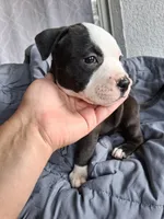 Princess, a female American Bully for sale in Poinciana, FL – Photo 1 of 7