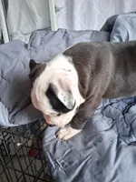 Princess, a female American Bully for sale in Poinciana, FL – Photo 2 of 7