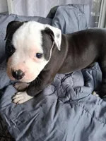 Princess, a female American Bully for sale in Poinciana, FL – Photo 4 of 7