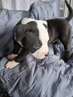 Princess, a female American Bully for sale in Poinciana, FL – Photo 6 of 7