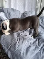 Princess, a female American Bully for sale in Poinciana, FL – Photo 3 of 7