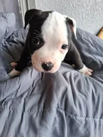 Princess, a female American Bully for sale in Poinciana, FL – Photo 5 of 7