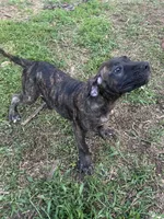 Duke, a male Perro de Presa Canario for sale in Tryon, NC – 6 of 10
