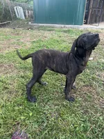 Daisy, a female Perro de Presa Canario for sale in Tryon, NC – 9 of 10
