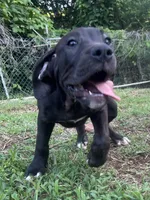 Angel, a female Perro de Presa Canario for sale in Tryon, NC – 7 of 8