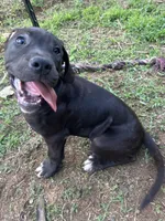 Angel, a female Perro de Presa Canario for sale in Tryon, NC – 6 of 8