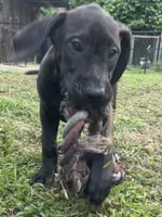 Daisy, a female Perro de Presa Canario for sale in Tryon, NC – 7 of 10