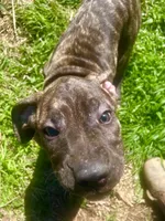 Dolly, a female Perro de Presa Canario for sale in Tryon, NC – 3 of 10