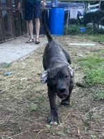 Diesel, a male Perro de Presa Canario for sale in Tryon, NC – 7 of 9
