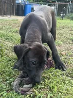 Daisy, a female Perro de Presa Canario for sale in Tryon, NC – 6 of 10