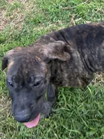 Duke, a male Perro de Presa Canario for sale in Tryon, NC – 4 of 10