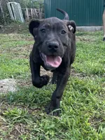 Zeus, a male Perro de Presa Canario for sale in Tryon, NC – 4 of 10